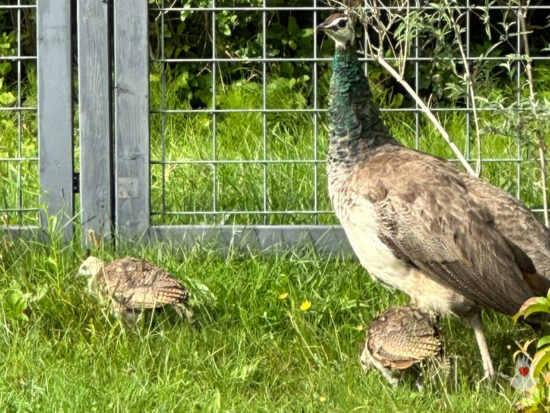 Pfau mit Nachwuchs in Martins Garten